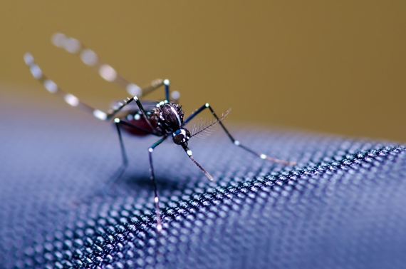 O objetivo do evento foi apresentar a situação da dengue, chikungunya e zika no estado e discutir métodos de controle e estratégias