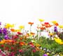 Primavera: na estação das flores prevenção à dengue é fundamental