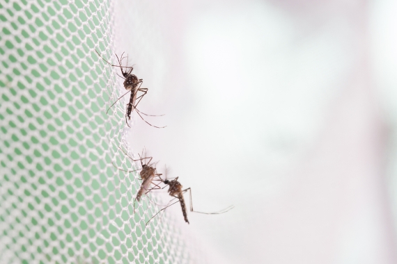 Fiocruz Amazonas usa mosquitos para disseminar larvicida