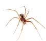 Prevenção: como evitar picadas de cobras, escorpiões ou aranhas