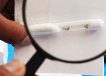 Secretaria de Estado de Saúde descarta epidemia de dengue na Copa do Mundo