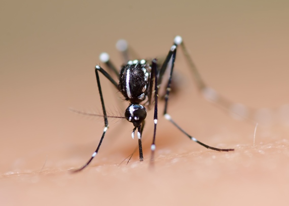 Área de transmissão da dengue mais que quadruplica em 10 anos no Brasil
