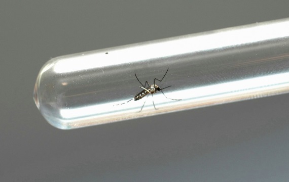 Chikungunya: tire suas dúvidas sobre a doença e faça sua parte no combate ao Aedes aegypti